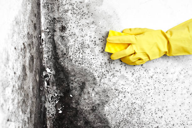 Best Crawl Space Mold Removal  in Trabuco Nyon, CA