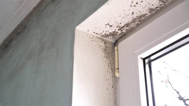Best Office Mold Removal Services  in Trabuco Nyon, CA