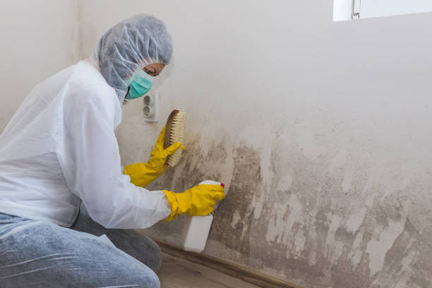 Best Residential Mold Removal  in Trabuco Nyon, CA