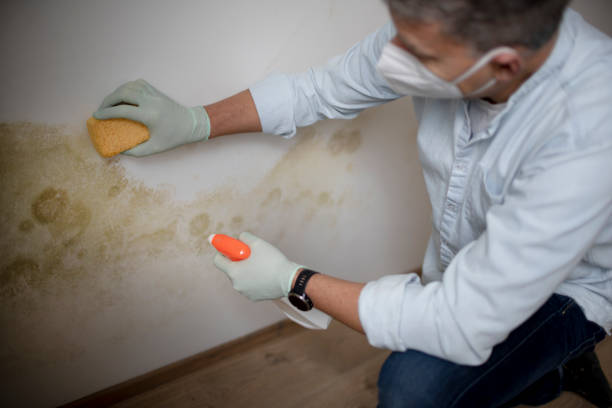Best Local Mold Removal Service  in Trabuco Nyon, CA