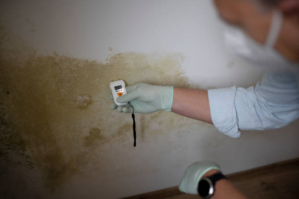 Best Mold Remediation Services  in Trabuco Nyon, CA