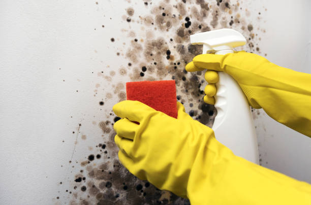 Best Office Mold Removal Services  in Trabuco Nyon, CA
