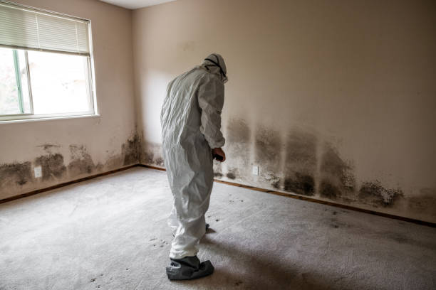 Office Mold Removal Services in Trabuco Canyon, CA