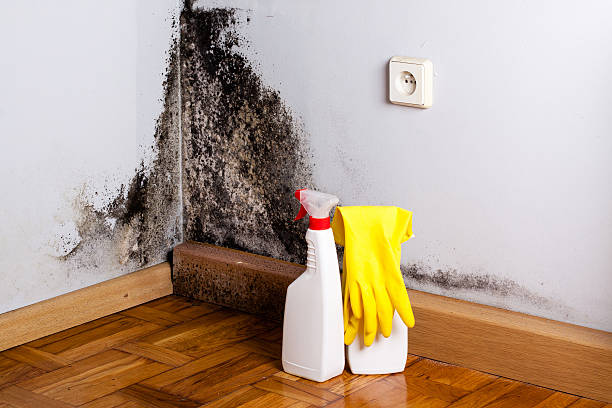 Best Mold Testing  in Trabuco Nyon, CA