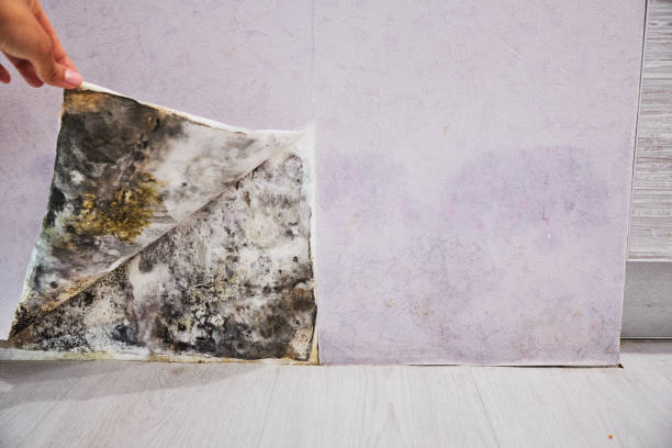 Trusted Trabuco Canyon, CA Mold Removal Experts